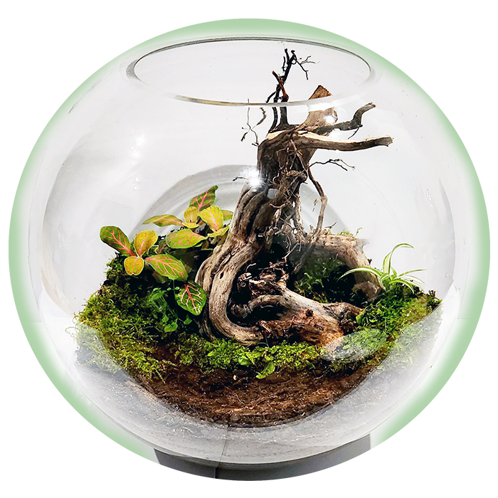 Green Tiny World Terrarium