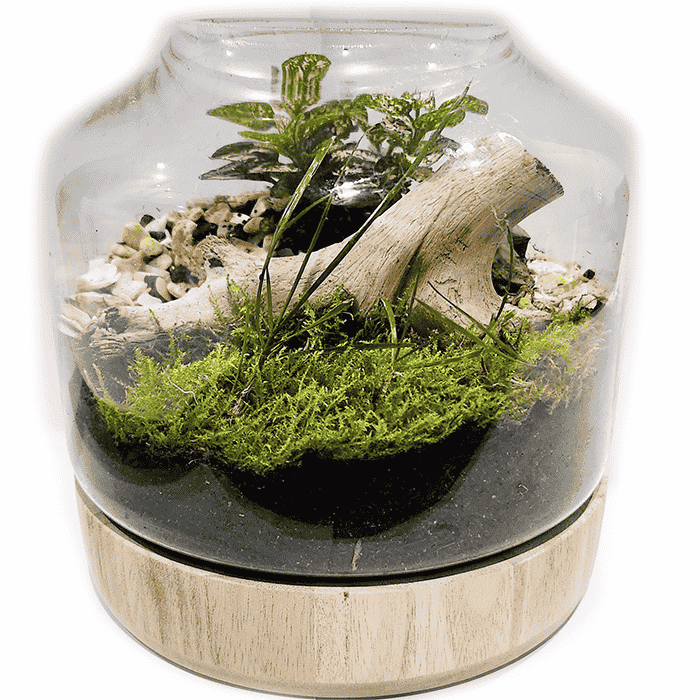 Green Tiny World Terrarium