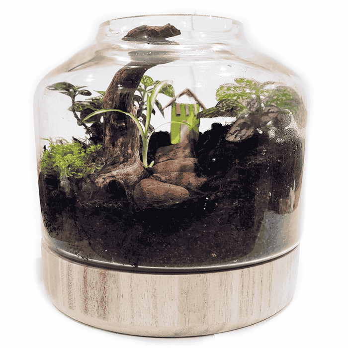 Green Tiny World Terrarium