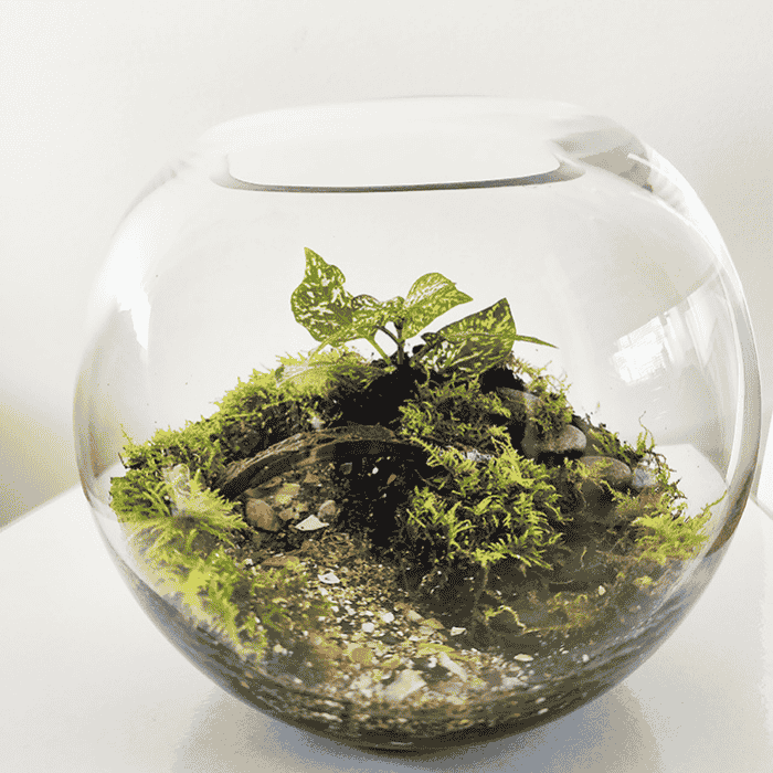 Green Tiny World Terrarium