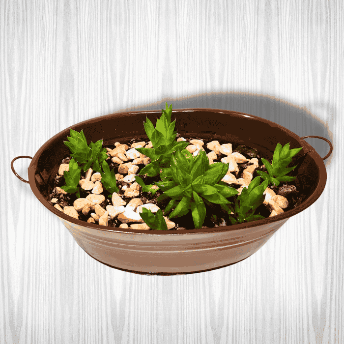 Green Tiny World Terrarium