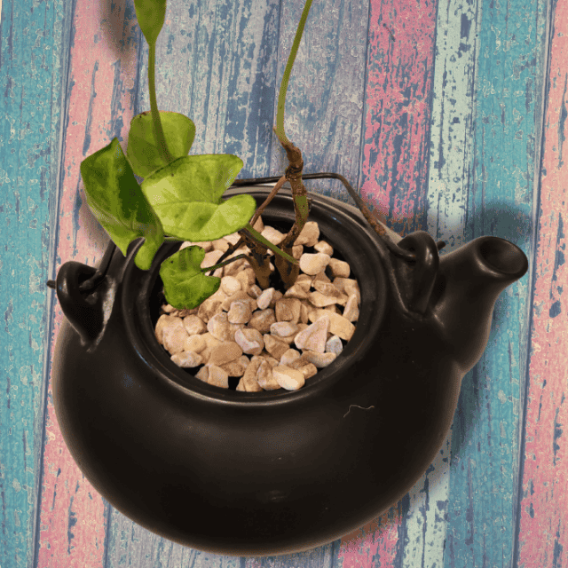 Green Tiny World Terrarium
