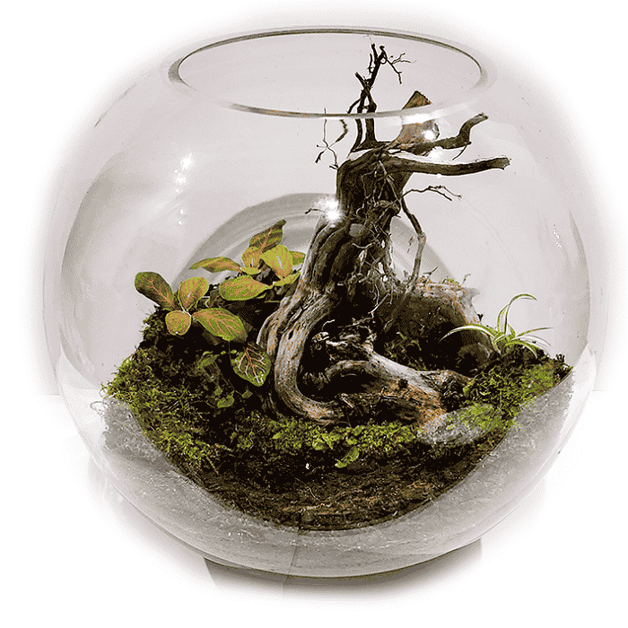 Green Tiny World Terrarium