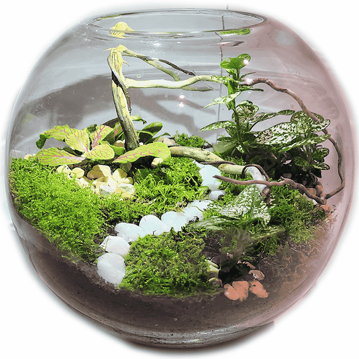 Green Tiny World Terrarium