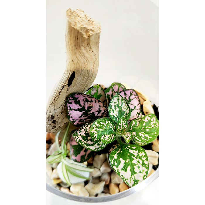Green Tiny World Terrarium