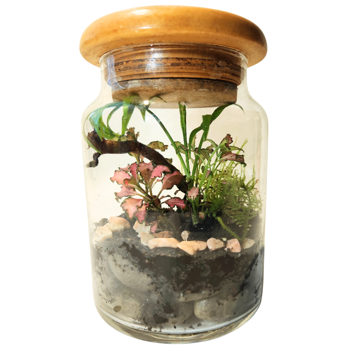 Green Tiny World Terrarium